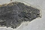 Triassic, Fossil Ray-Finned Fish (Paralepidotus) - Austria #165782-2